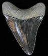 Juvenile Megalodon Tooth - Serrated Blade #62117-1